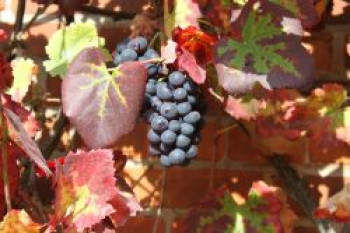 Weintraube 'Regent', 100-150 cm, Vitis 'Regent', Containerware von Vitis 'Regent'