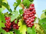 Weintraube 'Rhea' ®, 60-100 cm, Vitis 'Rhea' ®, Containerware von Vitis 'Rhea' ®