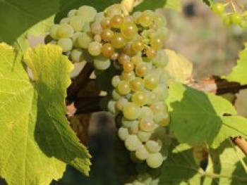 Weintraube 'Romulus', 100-150 cm, Vitis 'Romulus', Containerware von Vitis 'Romulus'