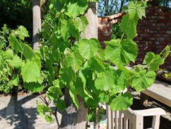 Weintraube 'Suffolk Red', 80-100 cm, Vitis 'Suffolk Red', Containerware von Vitis 'Suffolk Red'