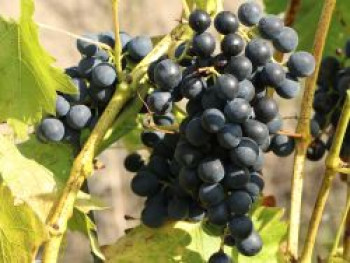 Weintraube 'Venus', 80-100 cm, Vitis 'Venus', Containerware von Vitis 'Venus'