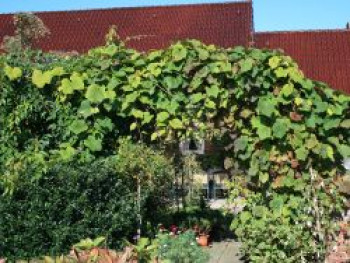 Rostrote Rebe / Scharlachwein, 60-100 cm, Vitis coignetiae, Containerware von Vitis coignetiae