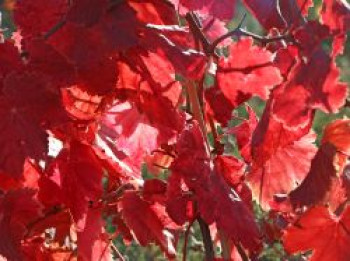 Tafeltraube 'Attika', 60-100 cm, Vitis vinifera 'Attika', Containerware von Vitis vinifera 'Attika'