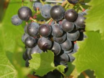 Weintraube 'Erdbeertraube', 80-100 cm, Vitis vinifera 'Erdbeertraube', Containerware von Vitis vinifera 'Erdbeertraube'