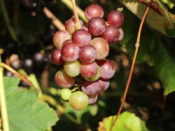 Weintraube 'Paradiso', 80-100 cm, Vitis vinifera 'Paradiso', Containerware Weintraube 'Paradiso', 80-100 cm, Vitis vinifera 'Paradiso', Containerware von Vitis vinifera 'Paradiso'