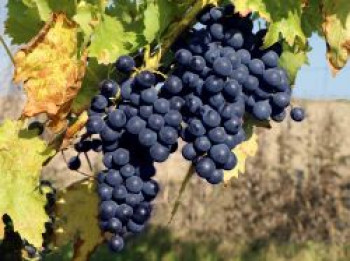 Weintraube 'Romeo', 80-100 cm, Vitis vinifera 'Romeo', Containerware von Vitis vinifera 'Romeo'