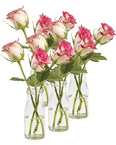 36 Stück Runde | Typ 156 | Mini Vasen Glasfläschchen kleine | Dekoflaschen Flasche | Väschen Vase Glasflaschen Blumenvase (36 Stück) von Vitrea