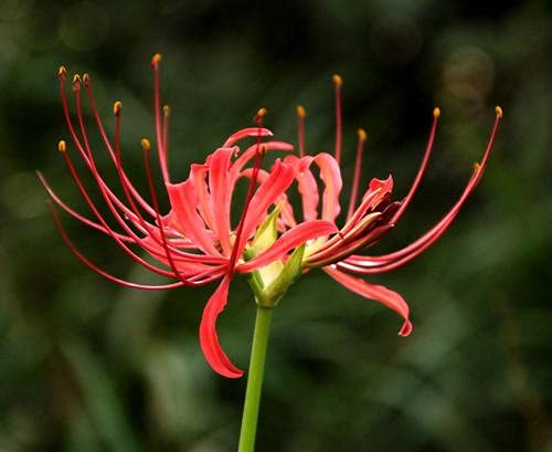 Lycoris Blumenzwiebeln, einzigartige Bedeutung, feine Blumen, organische Blumen, 3 Zwiebeln von Vmoli