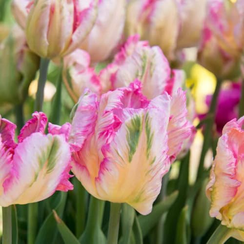 Balkondeko/Tulpen/Herbstbepflanzung/Gartendeko-4 PCS-A Balkondeko/Tulpen/Herbstbepflanzung/Gartendeko-4 PCS-A von Vnuhgzs