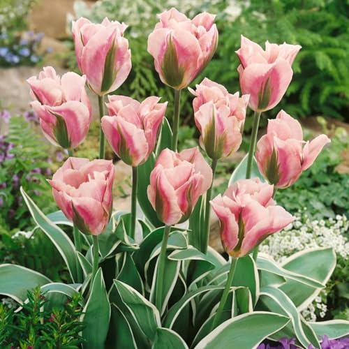 Balkondeko/Tulpen/Herbstbepflanzung/Gartendeko-4 PCS-B Balkondeko/Tulpen/Herbstbepflanzung/Gartendeko-4 PCS-B von Vnuhgzs