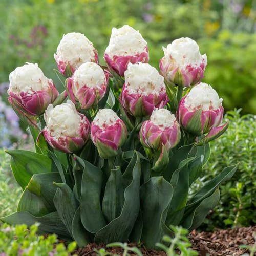Balkondeko/Tulpen/Herbstbepflanzung/Gartendeko-4 PCS-D von Vnuhgzs