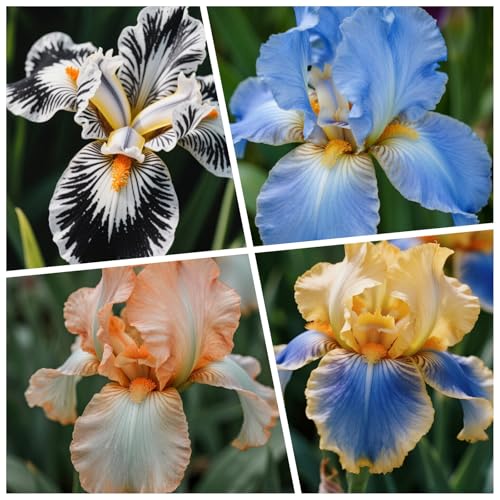 [Vnuhgzs] Doppelte Iris - Großblumige Hybriden - Gartendekoration-15 Rhizome-B von Vnuhgzs