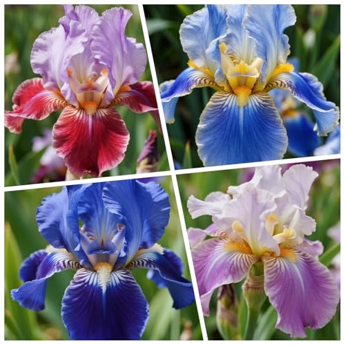 [Vnuhgzs] Doppelte Iris - Großblumige Hybriden - Gartendekoration-15 Rhizome-D von Vnuhgzs