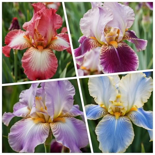 [Vnuhgzs] Doppelte Iris - Großblumige Hybriden - Gartendekoration-4 Rhizome-E von Vnuhgzs