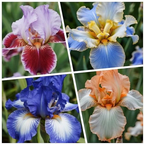 [Vnuhgzs] Doppelte Iris - Großblumige Hybriden - Gartendekoration-6 Rhizome-C von Vnuhgzs