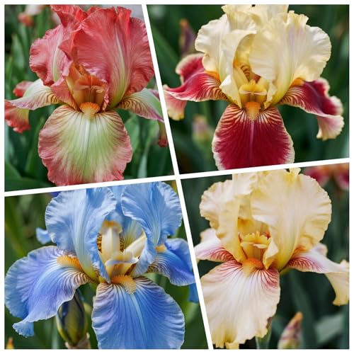 [Vnuhgzs] Doppelte Iris - Großblumige Hybriden - Gartendekoration-6 Rhizome-F von Vnuhgzs