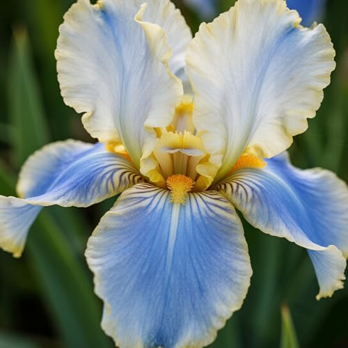 [Vnuhgzs] Dutch Iris – Blüht Jahr für Jahr – Garten-/Gartendekoration – winterharte Staude-10 Rhizome-G von Vnuhgzs
