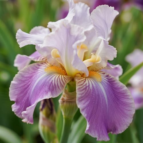 [Vnuhgzs] Dutch Iris – Blüht Jahr für Jahr – Garten-/Gartendekoration – winterharte Staude-10 Rhizome-J von Vnuhgzs