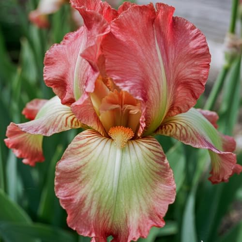[Vnuhgzs] Dutch Iris – Blüht Jahr für Jahr – Garten-/Gartendekoration – winterharte Staude-15 Rhizome-E von Vnuhgzs