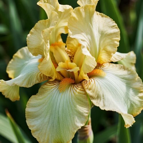 [Vnuhgzs] Dutch Iris – Blüht Jahr für Jahr – Garten-/Gartendekoration – winterharte Staude-4 Rhizome-F von Vnuhgzs