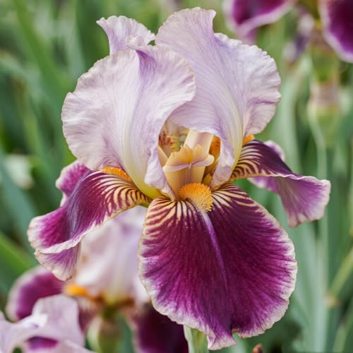 [Vnuhgzs] Dutch Iris – Blüht Jahr für Jahr – Garten-/Gartendekoration – winterharte Staude-4 Rhizome-H von Vnuhgzs