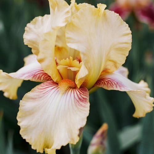 [Vnuhgzs] Dutch Iris – Blüht Jahr für Jahr – Garten-/Gartendekoration – winterharte Staude-6 Rhizome-A von Vnuhgzs