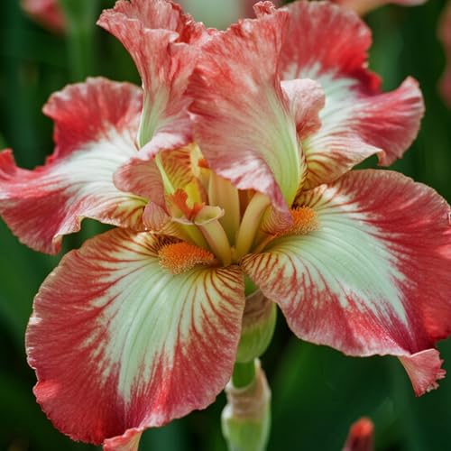 [Vnuhgzs] Dutch Iris – Blüht Jahr für Jahr – Garten-/Gartendekoration – winterharte Staude-8 Rhizome-C von Vnuhgzs