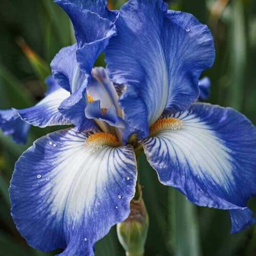 [Vnuhgzs] Dutch Iris – großblumige Hybride – Garten-/Gartendekoration – winterharte Staude-10 Rhizome-B von Vnuhgzs