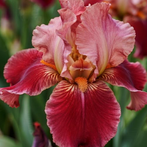 [Vnuhgzs] Dutch Iris – großblumige Hybride – Garten-/Gartendekoration – winterharte Staude-6 Rhizome-C von Vnuhgzs