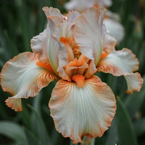 [Vnuhgzs] Dutch Iris – großblumige Hybride – Garten-/Gartendekoration – winterharte Staude-6 Rhizome-G von Vnuhgzs