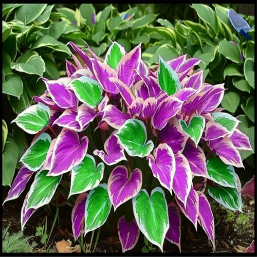 Vnuhgzs Eckdekoration – Pflegeleichte Funkie/Hostas – Geeignet für Gärten/Pavillons-10 Rhizome-D von Vnuhgzs