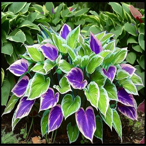 Vnuhgzs Eckdekoration – Pflegeleichte Funkie/Hostas – Geeignet für Gärten/Pavillons-15 Rhizome-A von Vnuhgzs