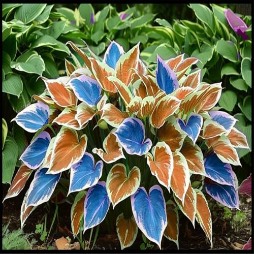 Vnuhgzs Eckdekoration – Pflegeleichte Funkie/Hostas – Geeignet für Gärten/Pavillons-15 Rhizome-B von Vnuhgzs