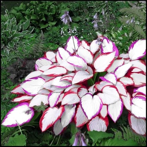 Vnuhgzs Eckdekoration – Pflegeleichte Funkie/Hostas – Geeignet für Gärten/Pavillons-8 Rhizome-E von Vnuhgzs