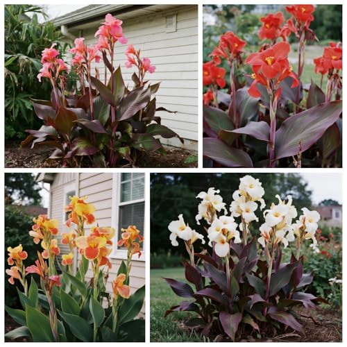 [Vnuhgzs] Garten grüne Wand Sichtschutz/Canna Pflanze winterharte große Blatt Canna/Teich Feuchtgebiet Gartenlandschaft-1 zwiebeln-A von Vnuhgzs