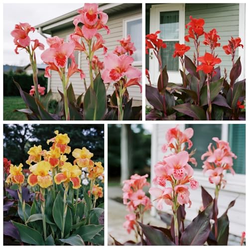[Vnuhgzs] Garten grüne Wand Sichtschutz/Canna Pflanze winterharte große Blatt Canna/Teich Feuchtgebiet Gartenlandschaft-1 zwiebeln-D von Vnuhgzs