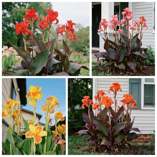 [Vnuhgzs] Garten grüne Wand Sichtschutz/Canna Pflanze winterharte große Blatt Canna/Teich Feuchtgebiet Gartenlandschaft-2 zwiebeln-C von Vnuhgzs