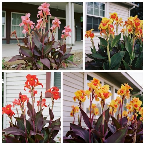 [Vnuhgzs] Garten grüne Wand Sichtschutz/Canna Pflanze winterharte große Blatt Canna/Teich Feuchtgebiet Gartenlandschaft-2 zwiebeln-E von Vnuhgzs