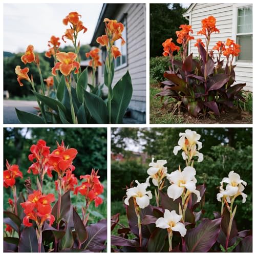 [Vnuhgzs] Garten grüne Wand Sichtschutz/Canna Pflanze winterharte große Blatt Canna/Teich Feuchtgebiet Gartenlandschaft-3 zwiebeln-B von Vnuhgzs