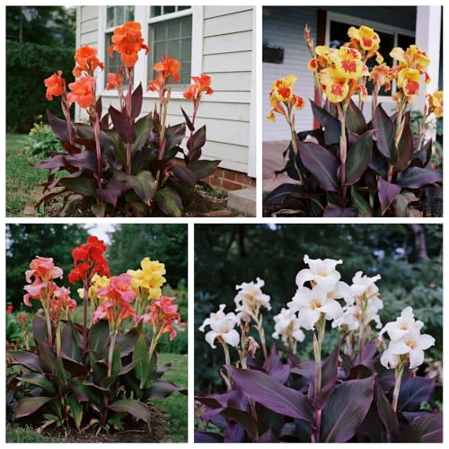 [Vnuhgzs] Garten grüne Wand Sichtschutz/Canna Pflanze winterharte große Blatt Canna/Teich Feuchtgebiet Gartenlandschaft-4 zwiebeln-F von Vnuhgzs