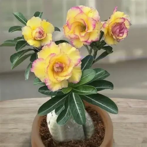 [Vnuhgzs] Kältebeständige, mehrjährige Wüstenrose/Schreibtisch-Favorit/Blüht jedes Jahr-1 Rhizome-C von Vnuhgzs