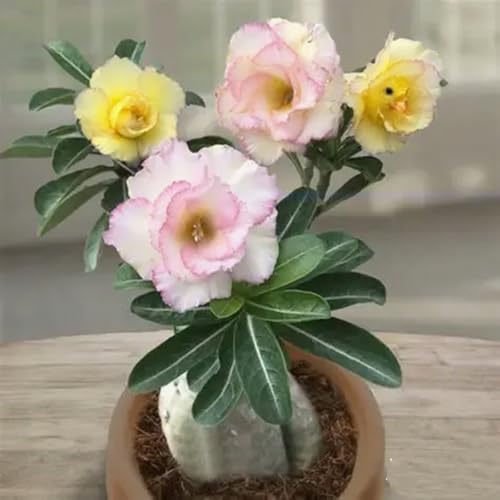 [Vnuhgzs] Kältebeständige, mehrjährige Wüstenrose/Schreibtisch-Favorit/Blüht jedes Jahr-1 Rhizome-D von Vnuhgzs