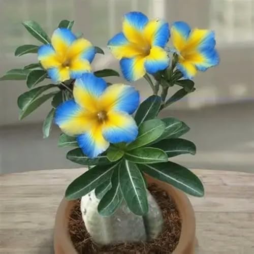 [Vnuhgzs] Kältebeständige, mehrjährige Wüstenrose/Schreibtisch-Favorit/Blüht jedes Jahr-2 Rhizome-H von Vnuhgzs