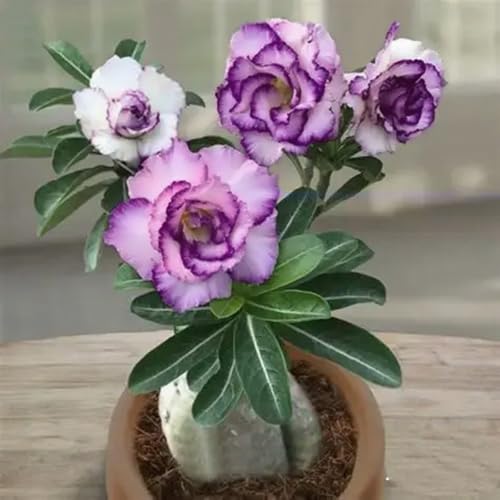 [Vnuhgzs] Kältebeständige, mehrjährige Wüstenrose/Schreibtisch-Favorit/Blüht jedes Jahr-3 Rhizome-E von Vnuhgzs