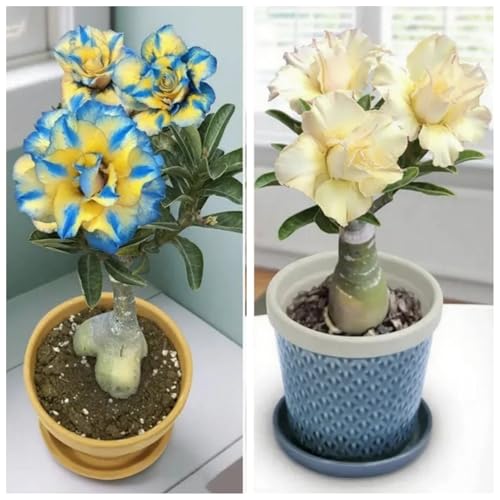 [Vnuhgzs] Kältebeständige Staude/Wüstenrose/Dekorative Topfpflanze für Balkon und Büro/Pflegeleicht/Benötigt nur minimale Bewässerung-1 Rhizom-B von Vnuhgzs