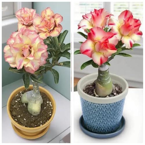 [Vnuhgzs] Kältebeständige Staude/Wüstenrose/Dekorative Topfpflanze für Balkon und Büro/Pflegeleicht/Benötigt nur minimale Bewässerung-1 Rhizom-C von Vnuhgzs