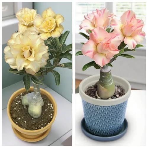 [Vnuhgzs] Kältebeständige Staude/Wüstenrose/Dekorative Topfpflanze für Balkon und Büro/Pflegeleicht/Benötigt nur minimale Bewässerung-1 Rhizom-E von Vnuhgzs