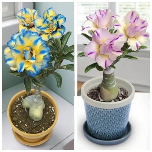 [Vnuhgzs] Kältebeständige Staude/Wüstenrose/Dekorative Topfpflanze für Balkon und Büro/Pflegeleicht/Benötigt nur minimale Bewässerung-1 Rhizom-F von Vnuhgzs