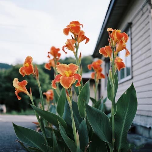 [Vnuhgzs] Mehrjährige, kältebeständige Gartengrünwand/Canna-Pflanze/Canna mit violetten Blättern/Teich-Feuchtgebiet-Gartenlandschaftsdekoration-1 zwiebeln-D von Vnuhgzs
