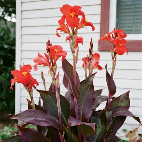 [Vnuhgzs] Mehrjährige, kältebeständige Gartengrünwand/Canna-Pflanze/Canna mit violetten Blättern/Teich-Feuchtgebiet-Gartenlandschaftsdekoration-1 zwiebeln-E von Vnuhgzs
